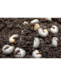Aaltjes tegen engerlingen ECOstyle 50m²/25mln/50mln