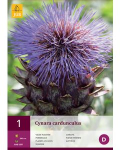 Cynara cardunculus 1st / Kardoen