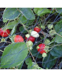 Duata Tuinnet 3x5m