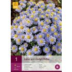 Aster Novi-Belgii Milka 1st