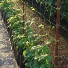 Steungaas Carnea 2x10m