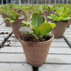 Jiffy pot rond 8cm