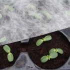 Sativa Vliesdoek wit 1,5x10m LxB