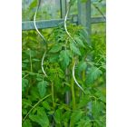 Tomatensteun spiraalvormig verzinkt 150cm