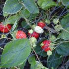 Duata Tuinnet 3x5m